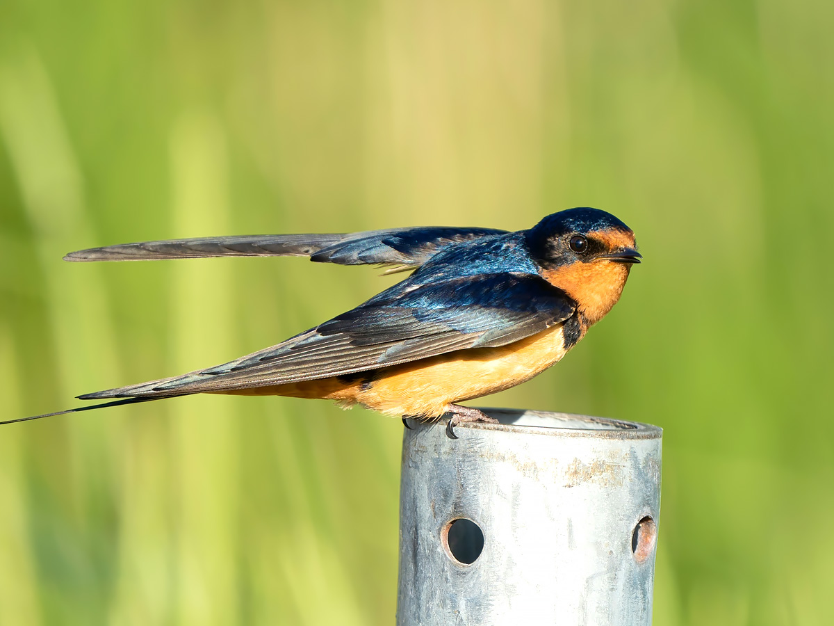 Grofalex ecologisch adviesbureau
