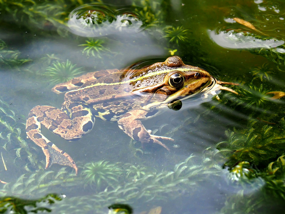 Grofalex ecologisch adviesbureau