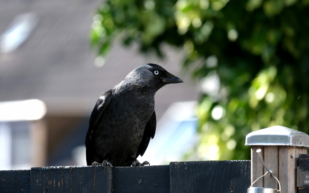 Grofalex - Dieren in huis en gevolgen voor renovatie